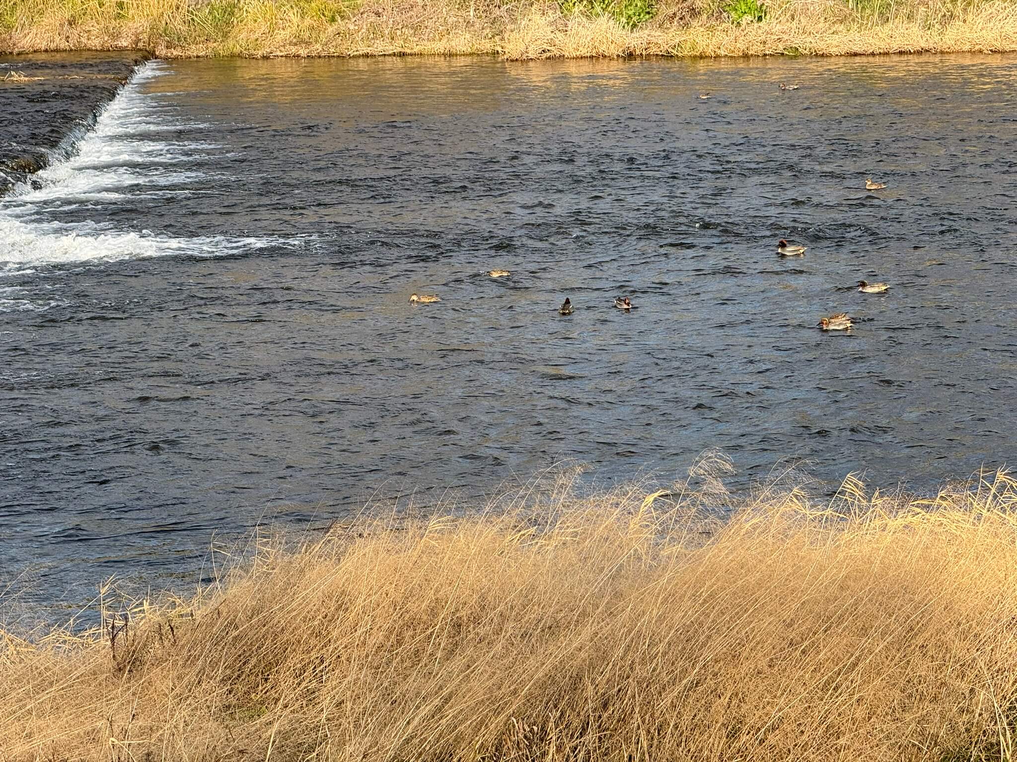 ducks-in-river.jpg