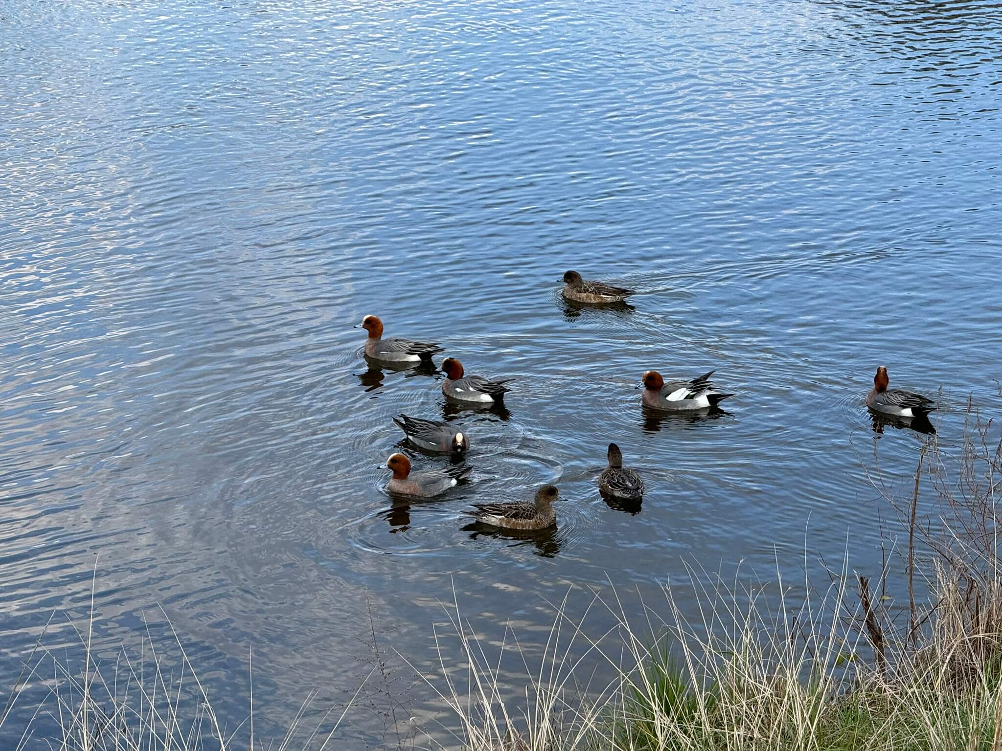 ducks-in-the-lake.jpg