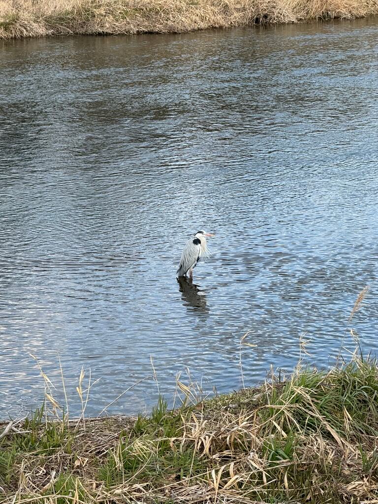 great-blue-heron-in-river.jpg