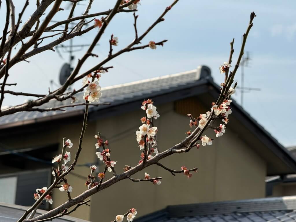 japanese-plum-tree-with-white-flowers-in-front-of-a-house.jpg