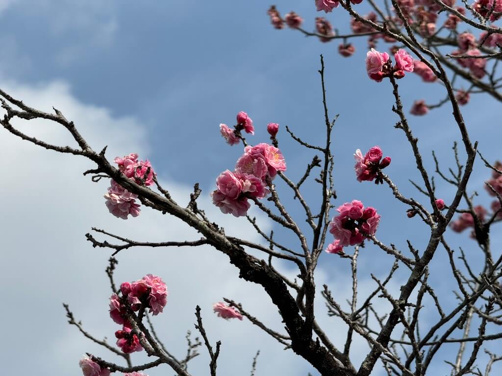 pink-plum-blossoms.jpg