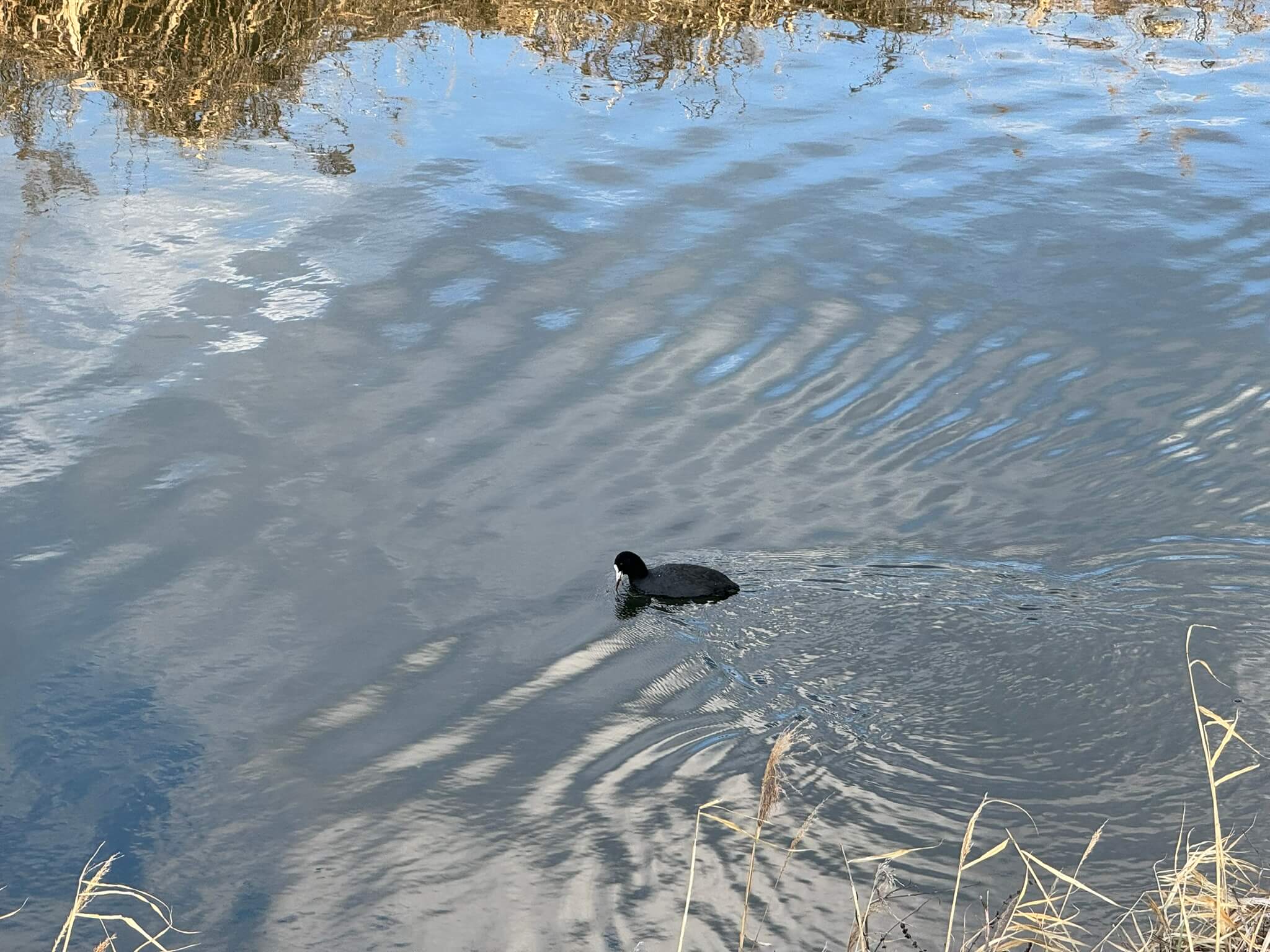 solitary-coot-calm-water-surface.jpg